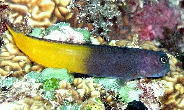 素人が作ったお魚図鑑 スズキ目ギンポ亜目イソギンポ科フタイロカエルウオ