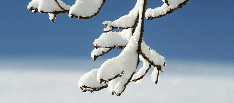 Citation Neige