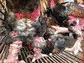 NHỮNG GÀ ĐÔNG TẢO SINH SẢN ĐẸP NHẤT VIỆT NAM|| 0911331882
