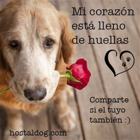 frases de amor  los perros  whatsapp estados whatsapp