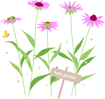 エキナセア ハーブのイラスト無料素材 山田聖子のイラストブログ