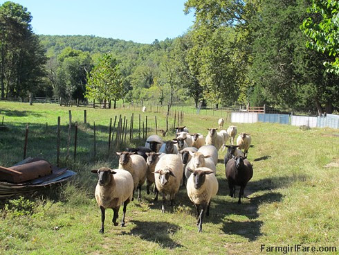 On the run - FarmgirlFare.com