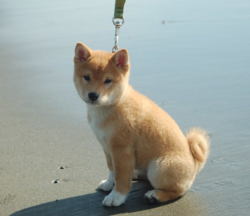 フリー画像 動物写真 哺乳類 イヌ科 犬 イヌ 子犬 柴犬 シバイヌ フリー素材 画像素材なら 無料 フリー写真素材のフリーフォト