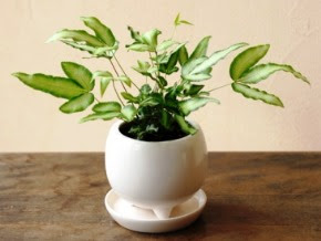 プテリスの育て方 自然と暮らす 観葉植物