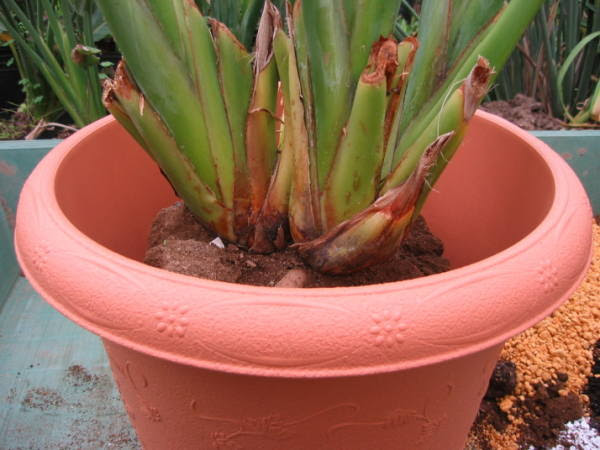 ストレリチアの植え替え