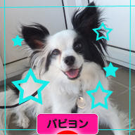 にほんブログ村 犬ブログ パピヨンへ