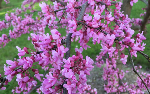 3 Flowering Trees For Your Alpharetta And Roswell Yard