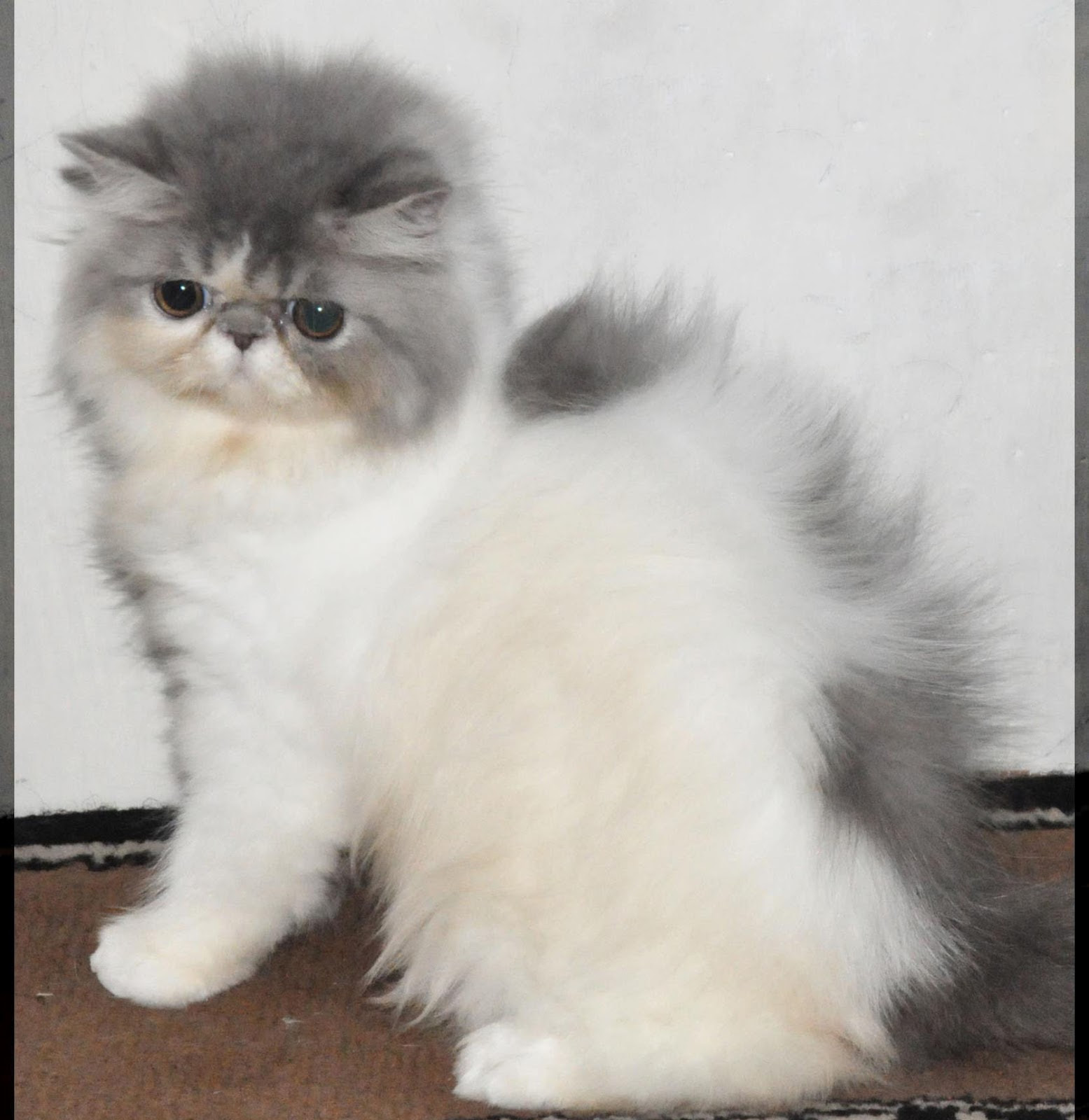50 Gambar DP BBM Kucing Lucu Imut Gemesin Berbagai Gadget