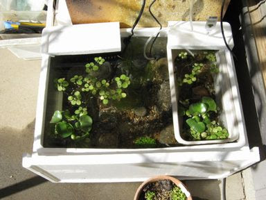 なぜか メダカには発泡スチロールの水槽が似合う メダカ と 投げ釣り のページ 楽天ブログ