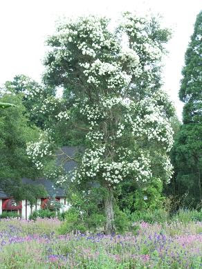 ハーブガーデンのシンボルツリーの一つ ティートゥリー の花が咲きました 大滝まさおブログ