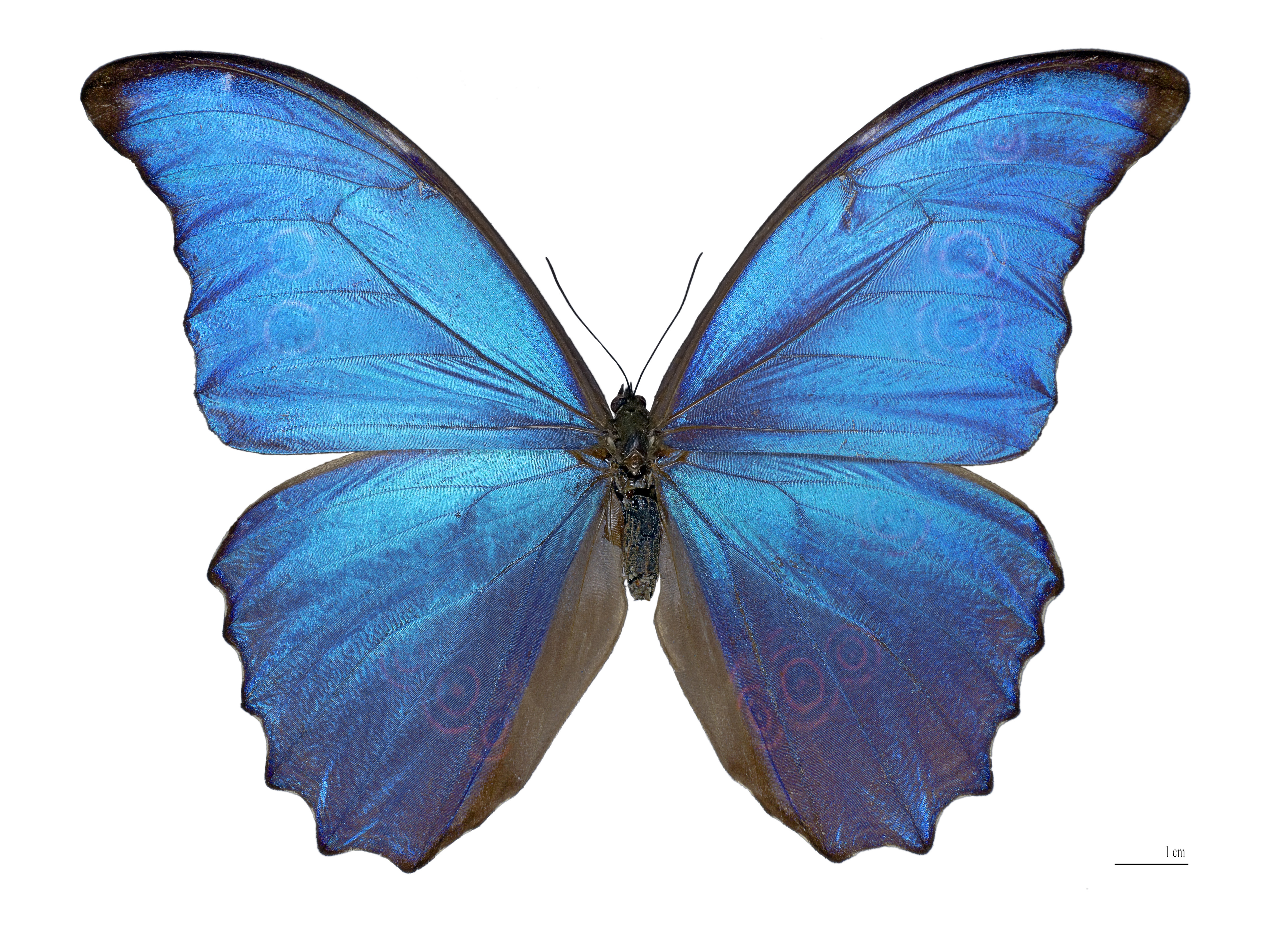 morpho butterfly39;s wings