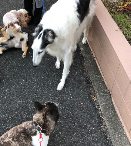 モロゾフ 笑 クリクリ エブリデイ