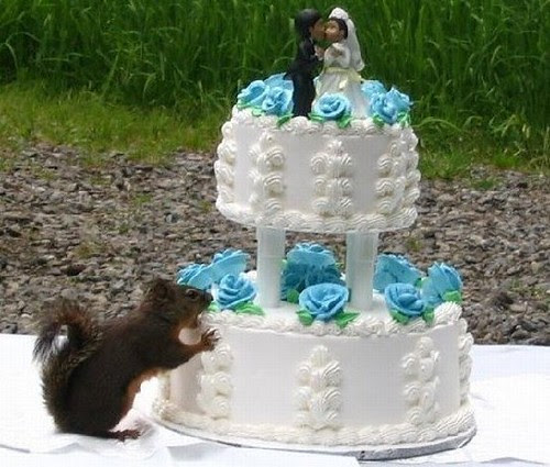 animals photos