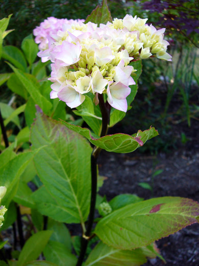黒い茎の紫陽花 カラオケステージ そら
