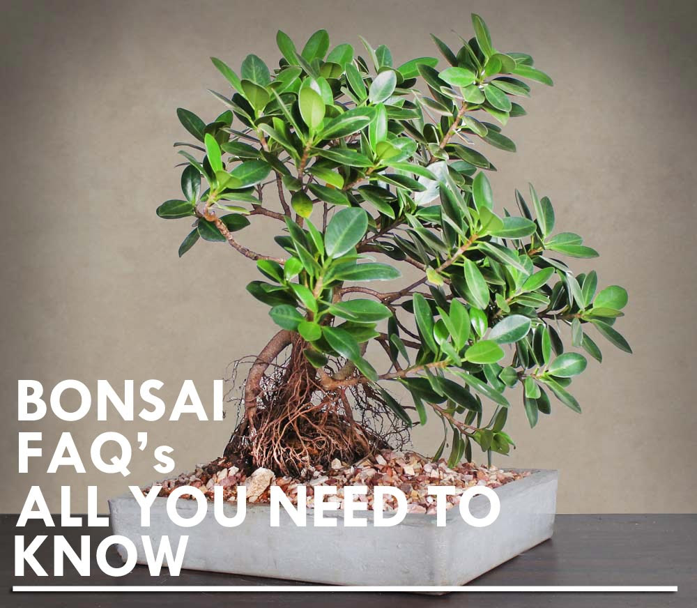 BONSAI FAQ's – ALL YOU NEED TO KNOW – Plant Lanka | Tropical Plants delivered to your living room BONSAI FAQ's – ALL YOU NEED TO KNOW – Plant Lanka | Tropical Plants delivered to your living room