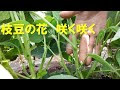 √100以上 枝豆　花 260068-枝豆 花椒