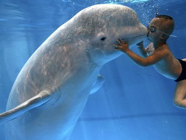 enfant embrasse un beluga en chine