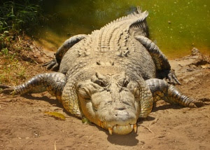 saltwater crocodile