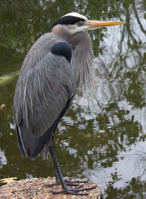 Heron