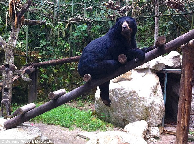 The Andean Spectacled Bear - the only species of bear in South America - is now in danger of extinction