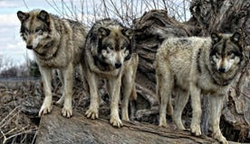Wolves on a log Royalty Free Stock Image