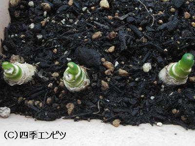 再生ネギの基礎 育て方 栽培方法 裏技 四季エンピツ