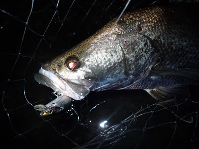 憧れの怪魚 アカメ を追って インストラクター オーナーばりスタッフblog