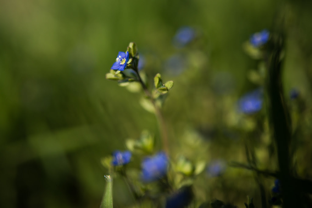 fruehling-10