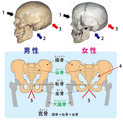 人骨研究から何がわかるか