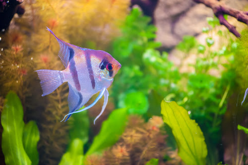 エンゼルフィッシュが産卵した卵を食べる 対策方法は 熱帯魚 淡水魚 海水魚の図鑑