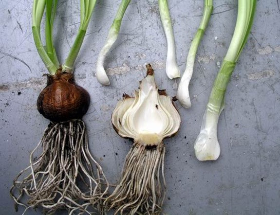 Narcissus bulb showing the base, which is the stem. The scales are 