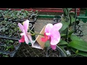 Popullar Bunga anggrek tercantik di indonesia, Video Bunga Anggrek Indonesia viral!