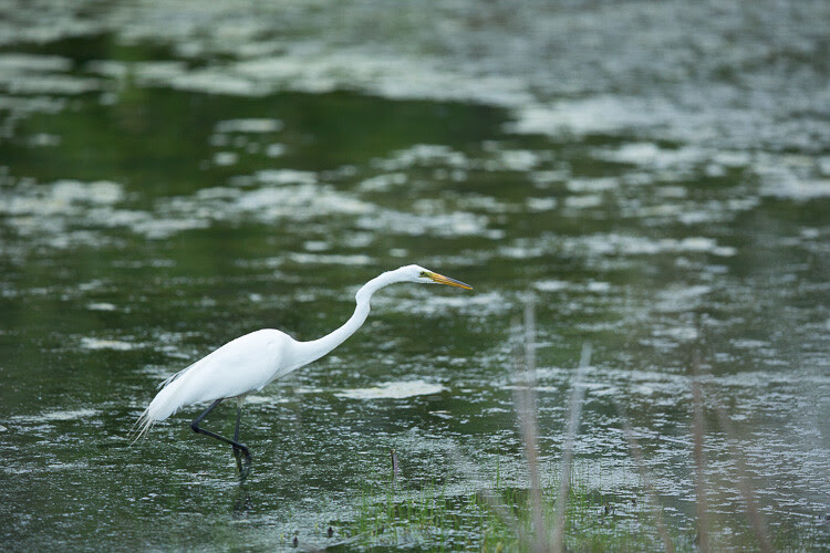 Memorable Jaunts Getting started with wildlife photography-12