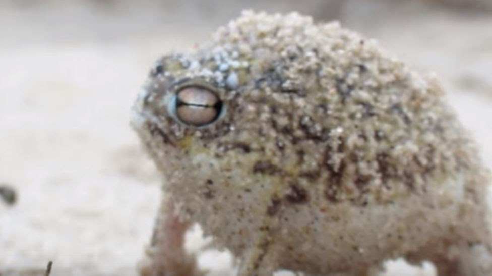 鳴くカエル デザートレインフロッグをペットにしたい 値段は