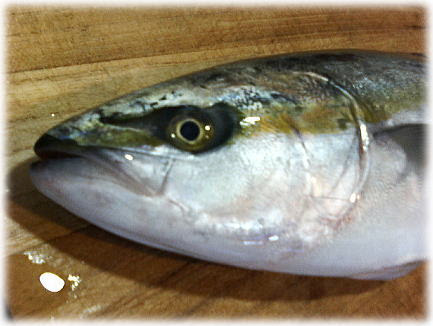 ヤズ ぶりの若魚 イナダ のさばき方 おろし方 １匹目 魚料理と簡単レシピ