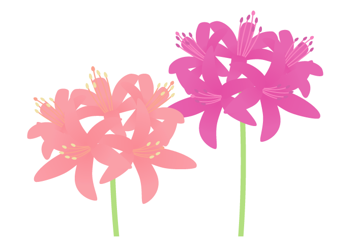 ネリネの花 かわいい無料のフリーイラスト素材