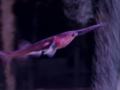 やとみフィッシュお魚ブログ ヘラチョウザメ入荷しましたっ