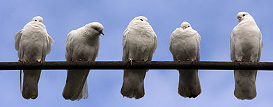 Sigue siendo un misterio como se orientan las palomas. (Thinkstock)