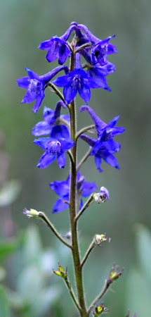 Larkspur along Schofield Pass