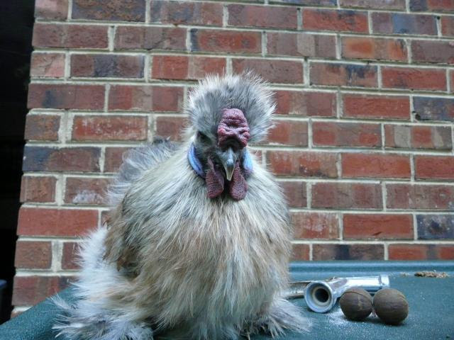 28304 roosters for sale 005 Backyard Chickens Virginia