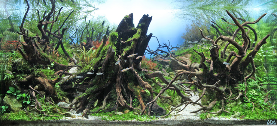 Iaplc 世界水草レイアウトコンテスト 歴代出品水槽 年 114位 2358人中入賞 Title Orb 玉響 水槽サイズ 1 50 50ｃｍ 当コンテストで審査員でもある当社会長が珍しく褒めてくれたレイアウトを コンテスト用に作り直したものです この年から