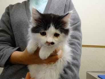 神奈川県 雑種の白と黒の長毛です 動物病院 猫の里親募集 ネコジルシ