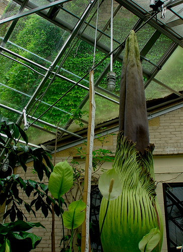 At the UW Greenhouse