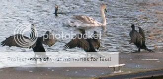 Image hosted by Photobucket.com