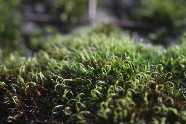 moss, hawthorne bridge