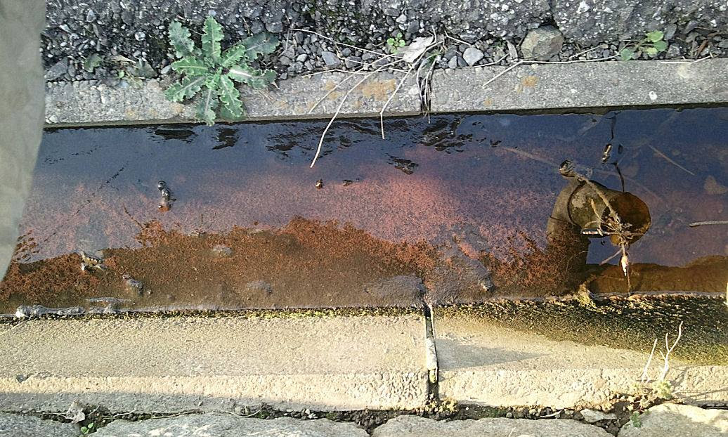 おしけんブログ 熱帯魚