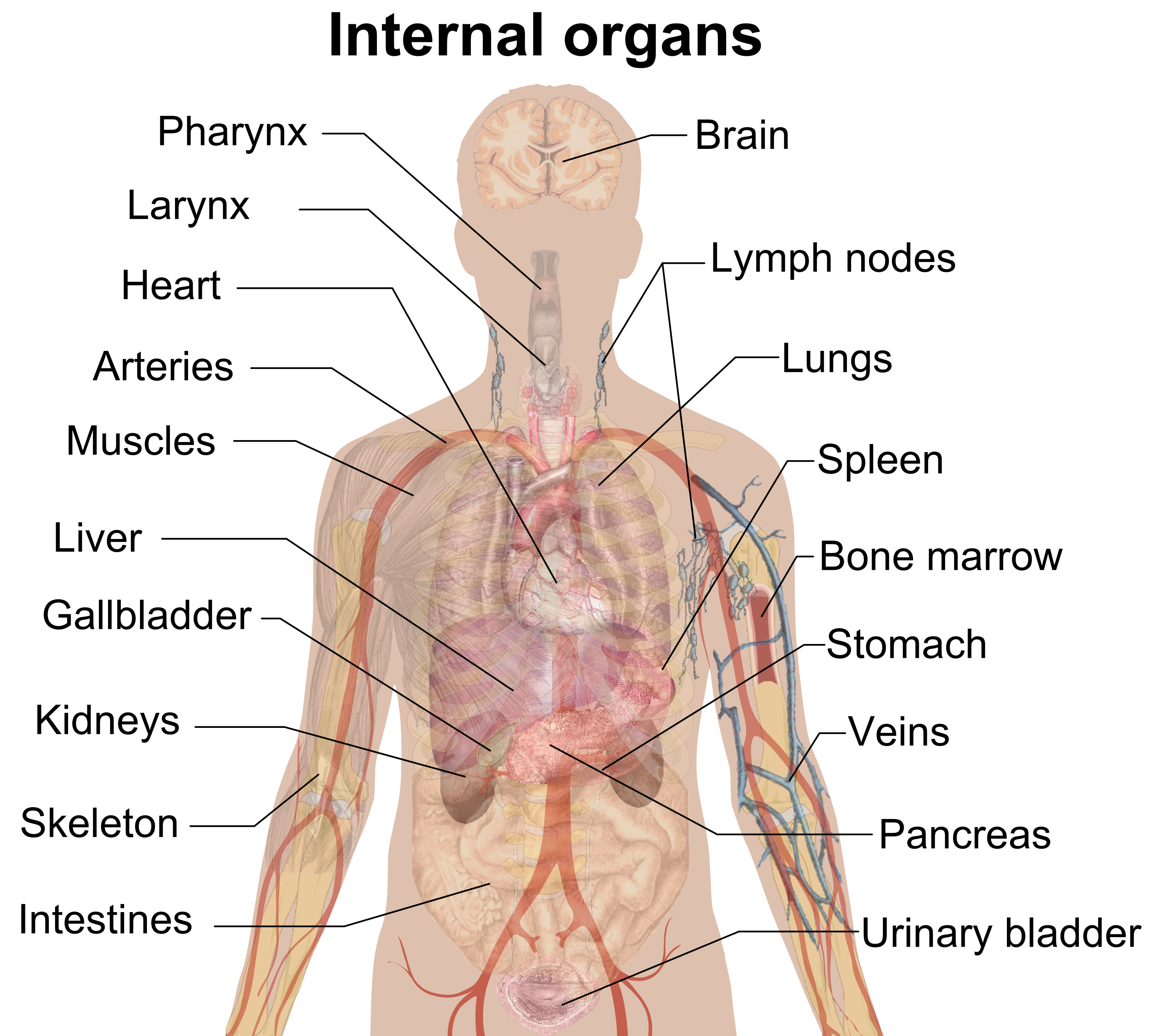 File:Internal organs.png
