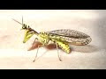 [ベスト] かっこいい 昆虫 画像 148691