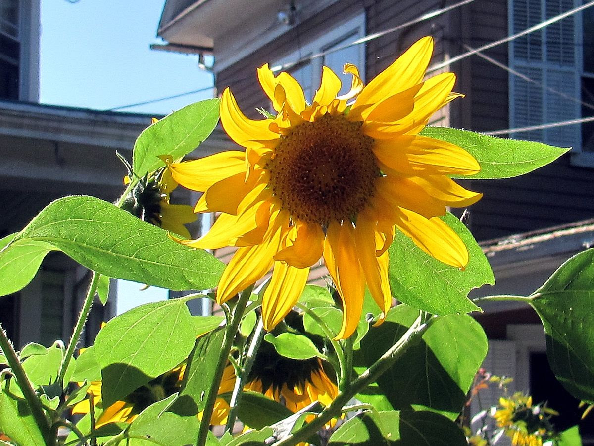 Sunflower photo IMG_9350a_zps6e770d9b.jpg