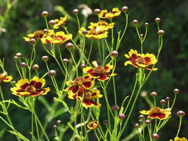 ハルシャギクの花言葉 ハルシャギクの花言葉と名前の由来